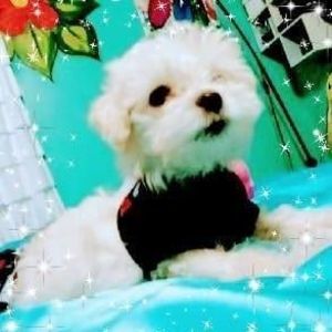 Meet your Posher, Angela-jose